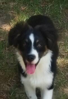Louie -  Australian Shepherd Dog for Adoption in Silsbee, Texas - Louie | PetCurious