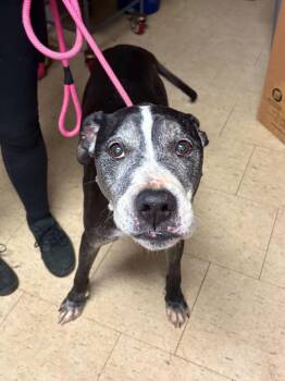 Pit Bull Terrier and Mixed Breed Dogs Available for Adoption in Chillicothe, Ohio - Mary Poppin | PetCurious