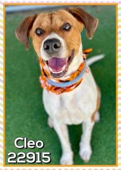 CLEO (also see AISHA) -  Foxhound and Beagle Dog for Adoption in Marietta, Georgia - CLEO (also See AISHA) | PetCurious
