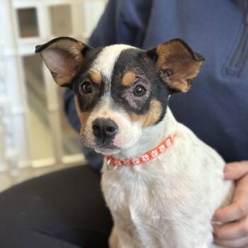 Terrier Dogs Available for Adoption in Columbia, South Carolina - Lagoon | PetCurious