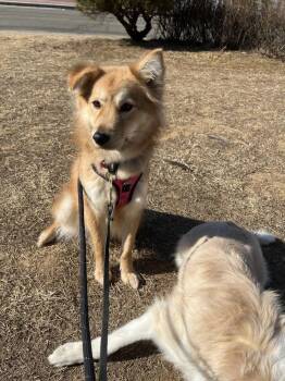 Jindo Dogs Available for Adoption in New York, New York - Miso | PetCurious