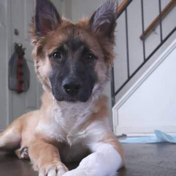 Rescue Shepherd and Leonberger Dogs for Adoption in Mooresville, Indiana - Oliver | PetCurious