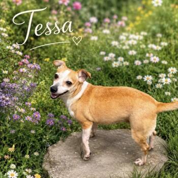 Tesssa -  Chihuahua Dog for Adoption in Lucas, Texas - Tesssa | PetCurious