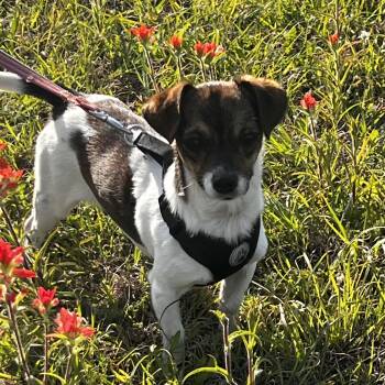 Chihuahua Dogs Available for Adoption in Weatherford, Texas - Dante  | PetCurious