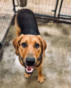 Rescue Mixed Breed Dogs for Adoption in Ashland, Kentucky - Paris | PetCurious