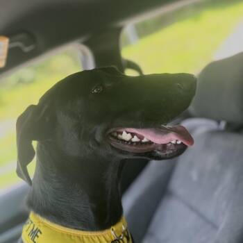 Sunday 5164 -  Mixed Breed Dog for Adoption in Columbus, Georgia - Sunday 5164 | PetCurious