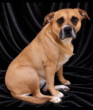 Hailey -  American Staffordshire Terrier Dog for Adoption in Guntersville, Alabama - Hailey | PetCurious