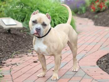 Rescue English Bulldog and Mixed Breed Dogs for Adoption in Omaha, Nebraska - WHORF | PetCurious