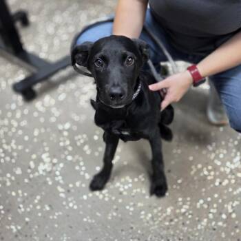 Black Labrador Retriever and Doberman Pinscher Dogs Available for Adoption in Incline Village, Nevada - Russel | PetCurious
