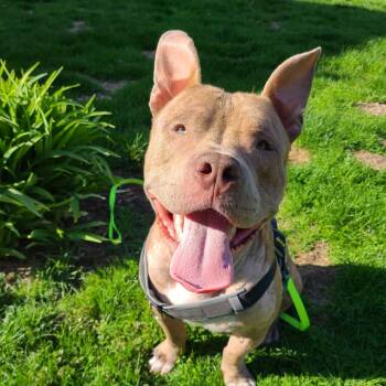 Rescue American Staffordshire Terrier Dogs for Adoption in Northville, Michigan - Jethro | PetCurious