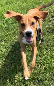 Chance -  Hound Dog for Adoption in Winter Haven, Florida - Chance | PetCurious