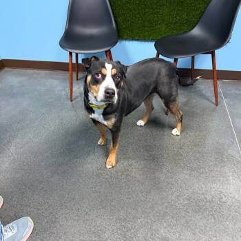 Rescue Pit Bull Terrier and Mixed Breed Dogs for Adoption in Idaho Falls, Idaho - Nina | PetCurious