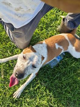 Lancashire Heeler Dogs Available for Adoption in Ville Platte, Louisiana - Sarah | PetCurious