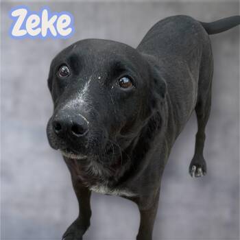 Rescue Black Labrador Retriever Dogs for Adoption in Chuckey, Tennessee - Zeke - SC | PetCurious