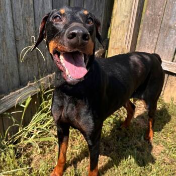 Rescue Doberman Pinscher Dogs for Adoption in Mount Vernon, Indiana - Valerie | PetCurious