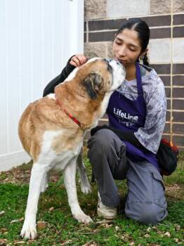 Mixed Breed Dogs Available for Adoption in Chamblee, Georgia - Barney | PetCurious