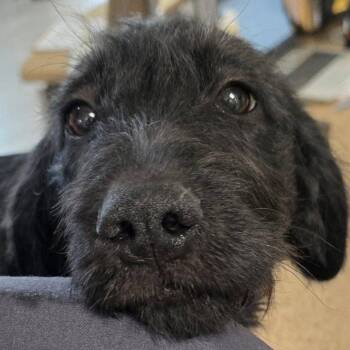 Laconia -  Terrier and Black Labrador Retriever Dog for Adoption in South Riding, Virginia - Laconia | PetCurious