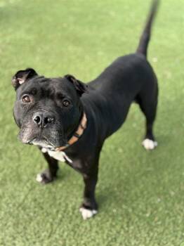 Mixed Breed Dogs Available for Adoption in Palmetto, Florida - WINTER | PetCurious