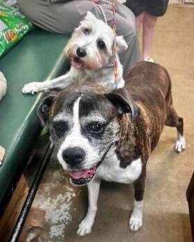 Frankie -  Boxer Dog for Adoption in Monticello, New York - Frankie | PetCurious