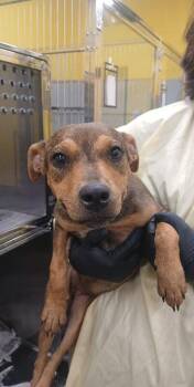Octopus -  Mixed Breed Dog for Adoption in Jackson, Tennessee - Octopus | PetCurious