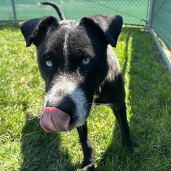 Viggo -  Husky Dog for Adoption in Harrisonburg, Virginia - Viggo | PetCurious