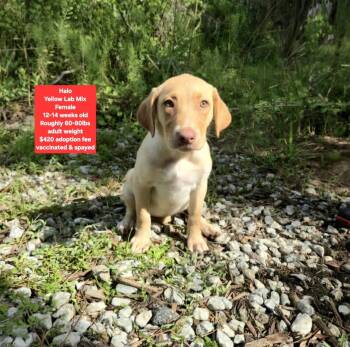 Halo -  Yellow Labrador Retriever Dog for Adoption in Oviedo, Florida - Halo | PetCurious
