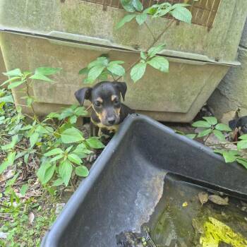 Kelsey -  Terrier and Mixed Breed Dog for Adoption in Montgomery, Alabama - Kelsey | PetCurious