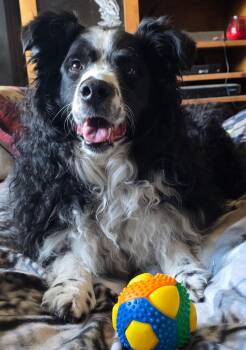 Australian Shepherd Dogs Available for Adoption in Elk River, Minnesota - Trinket | PetCurious