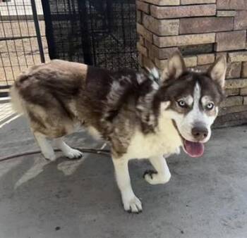 Siberian Husky and Mixed Breed Dogs Available for Adoption in Frisco, Colorado - CYRUS | PetCurious