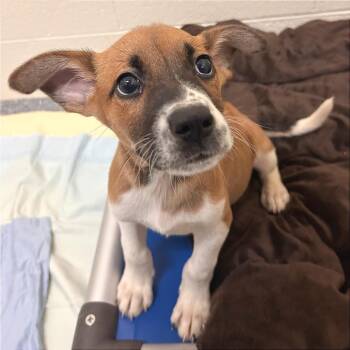 Joe -  Mixed Breed Dog for Adoption in Hendersonville, North Carolina - Joe | PetCurious