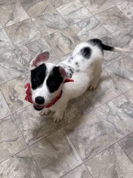 Rescue Australian Cattle Dog Blue Heeler Dogs for Adoption in Pilot Point, Texas - Jewel | PetCurious