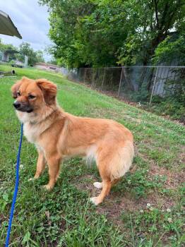 Pippin -  Corgi and Pekingese Dog for Adoption in Earleville, Maryland - Pippin | PetCurious