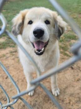 Parker (foster needed) -  Great Pyrenees Dog for Adoption in New York, New York - Parker (foster Needed) | PetCurious
