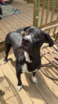 Black Labrador Retriever and Pit Bull Terrier Dogs Available for Adoption in Kansas City, Missouri - Bruno CL  | PetCurious
