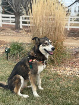Rescue Husky Dogs for Adoption in Evergreen, Colorado - Aurea | PetCurious