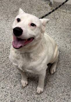 Finch -  Mixed Breed Dog for Adoption in Kansas City, Missouri - Finch | PetCurious