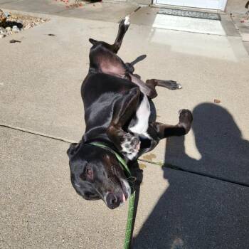 Cosmo -  Labrador Retriever Dog for Adoption in Belleville, Illinois - Cosmo | PetCurious