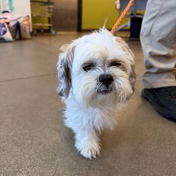 Mixed Breed and Maltese Dogs Available for Adoption in York, Pennsylvania - YORK-Stray-15421 | PetCurious