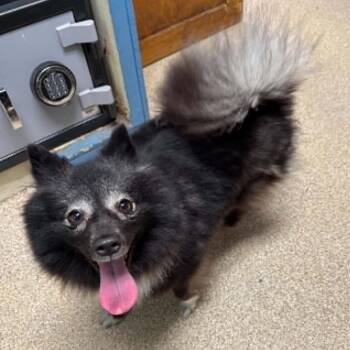 Pomeranian Dogs Available for Adoption in Sunderland, Maryland - Kimchi | PetCurious