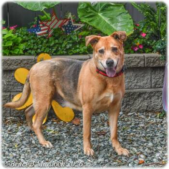 Retriever Dogs Available for Adoption in Wake Forest, North Carolina - Biscuits | PetCurious