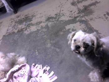 Shih Tzu Dogs Available for Adoption in Tallahassee, Florida - KAISER | PetCurious