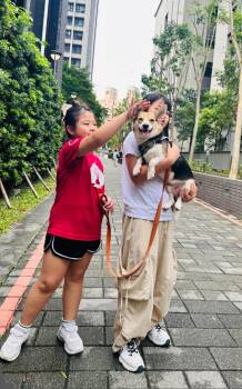 Hugo, videos in post -  Cardigan Welsh Corgi Dog for Adoption in Davis, California - Hugo, Videos In Post | PetCurious