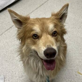 Chewbecca -  Mixed Breed Dog for Adoption in Murray, Utah - Chewbecca | PetCurious