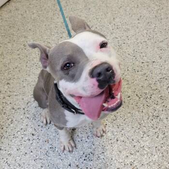 American Staffordshire Terrier Dogs Available for Adoption in Hattiesburg, Mississippi - Blue Rondo A La Turk | PetCurious