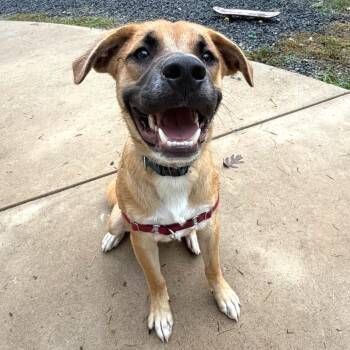 Seth Rollins -  Mixed Breed Dog for Adoption in Fredericksburg, Virginia - Seth Rollins | PetCurious