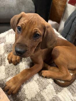 Mixed Breed Dogs Available for Adoption - Dopey | PetCurious