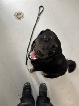 IVY -  Border Collie and Australian Shepherd Dog for Adoption in Corpus Christi, Texas - IVY | PetCurious