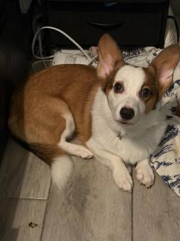 Oliver -  Cardigan Welsh Corgi Dog for Adoption in Deltona, Florida - Oliver | PetCurious