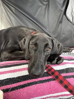 Rescue Hound and Labrador Retriever Dogs for Adoption in Pembroke, Massachusetts - Penny | PetCurious