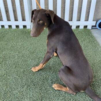 A612664 -  Doberman Pinscher Dog for Adoption in Modesto, California - A612664 | PetCurious